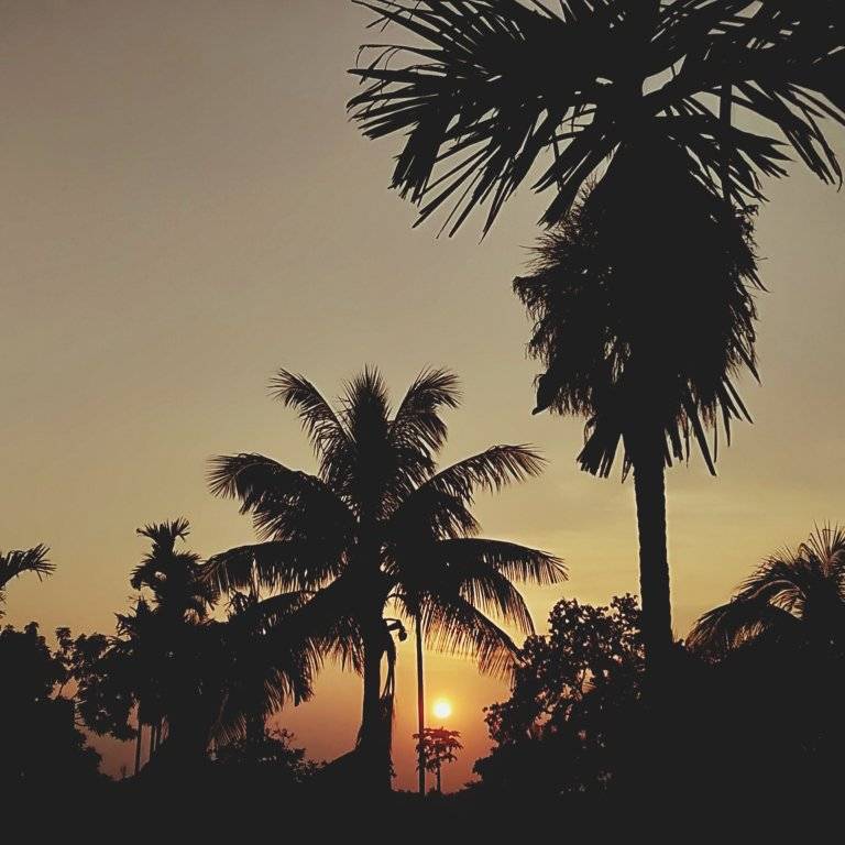 Palm trees with sunset